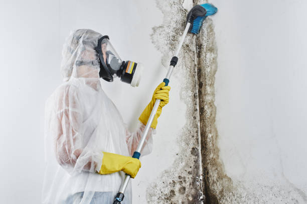 Trusted East Bronson, FL Mold Remediation Experts