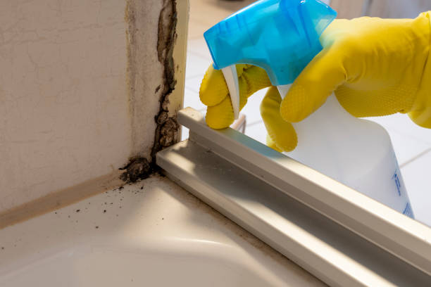 Best Mold Remediation for Specific Building Types in East Bronson, FL