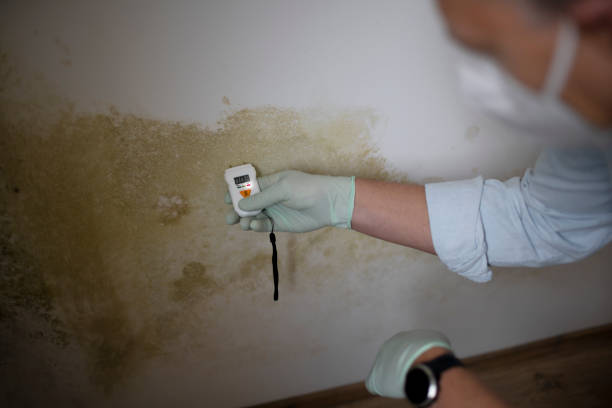 Best Mold Remediation for Specific Building Types in East Bronson, FL