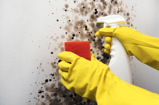 Best Health and Safety Mold Remediation in East Bronson, FL