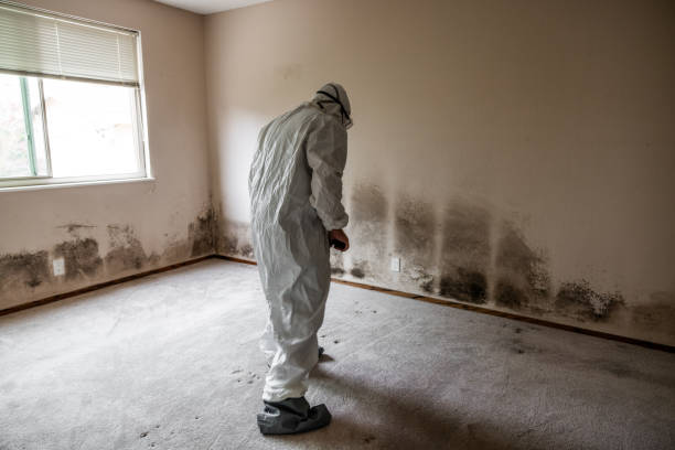 Best HVAC Mold Remediation in East Bronson, FL