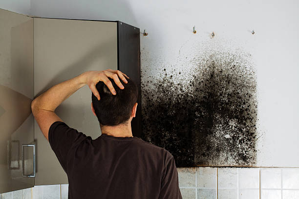 Best Basement Mold Remediation in East Bronson, FL