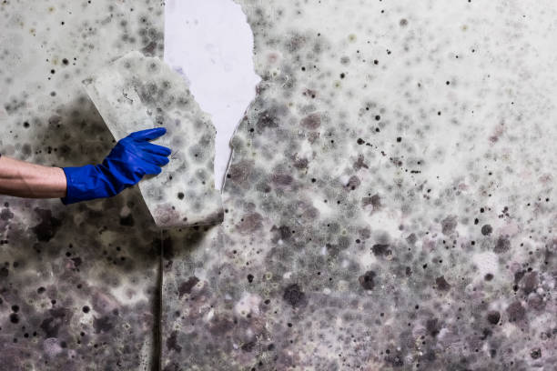 Best Preventive Mold Services in East Bronson, FL