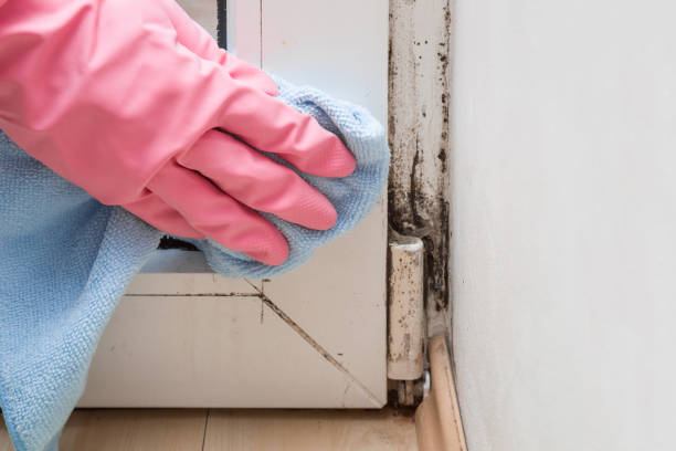 Best Commercial Mold Remediation in East Bronson, FL